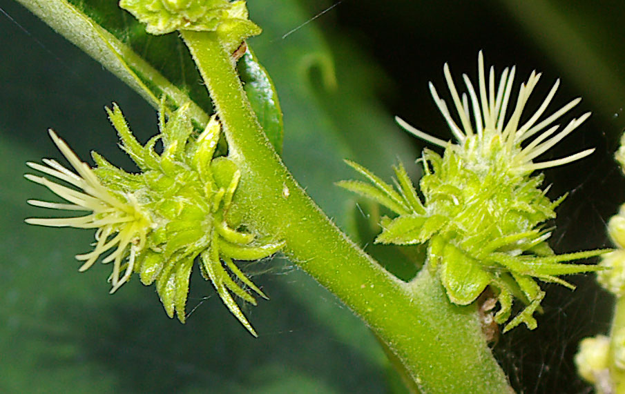 Castanea sativa / Castagno comune